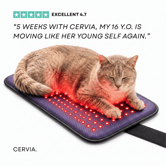 CERVIA™ Clinical Cat Red Light Pad