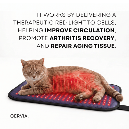 CERVIA™ Clinical Cat Red Light Pad